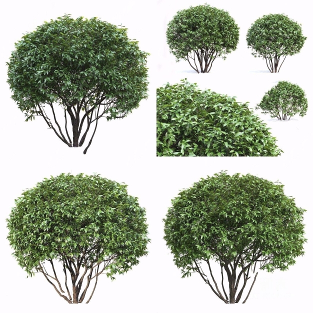 现代灌木3D模型